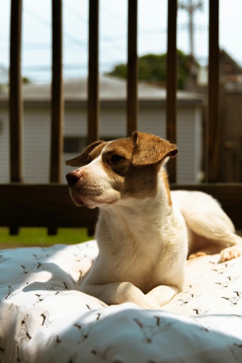 short coated white and brown dog lying on white textile