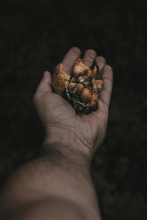 person holding mushrooms Md2F2di