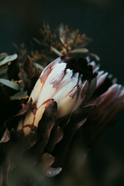 white petaled flower