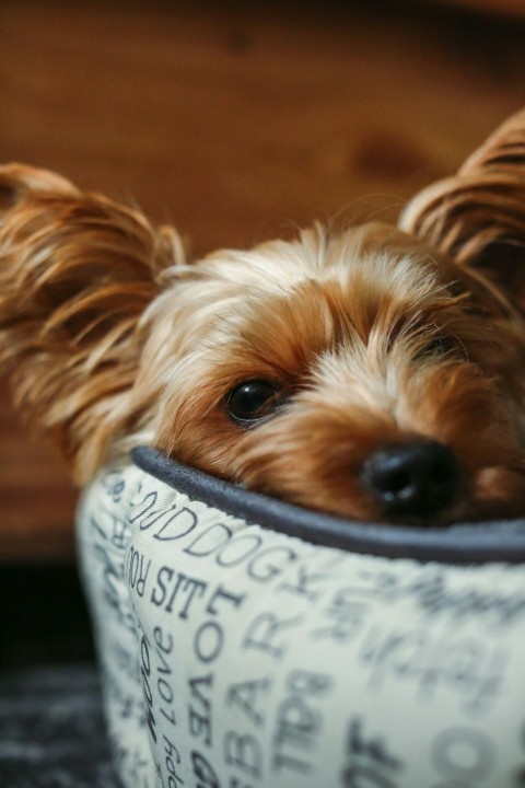 a small brown dog laying in a dog bed