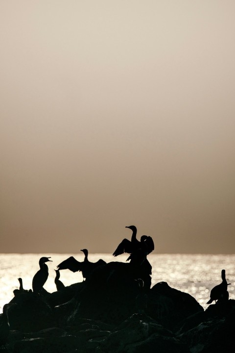 silhouette of people on beach during sunset wR6fa