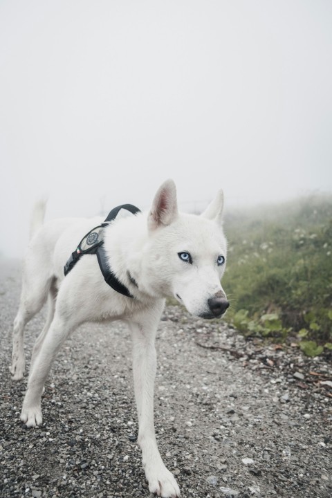 short coated white dog walking on pathway during daytime