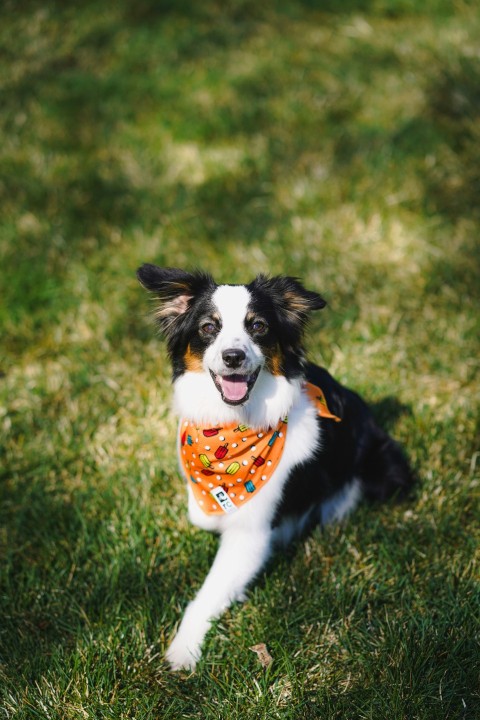 black and white border collie puppy on grass field during daytime