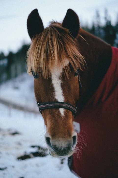 brown horse on snow covered ground during daytime