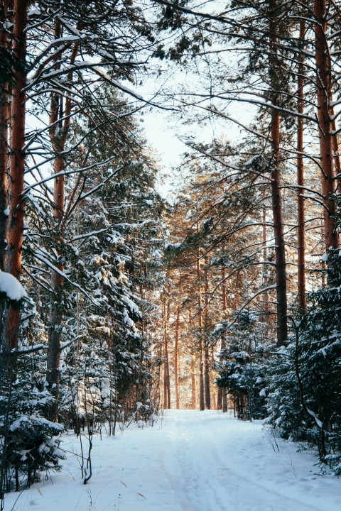 brown trees covered with snow during daytime