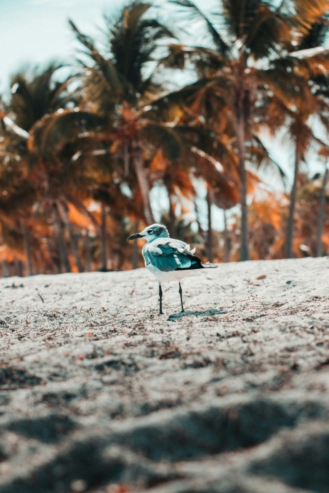 selective focus photography of red billed gull on shore