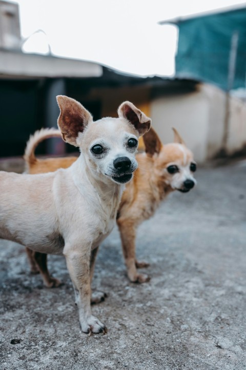 brown and white chihuahua mix puppy