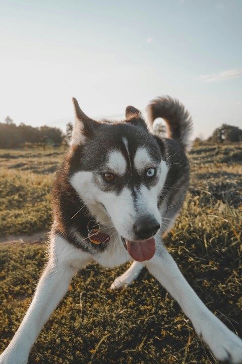 white and black dog on grass field