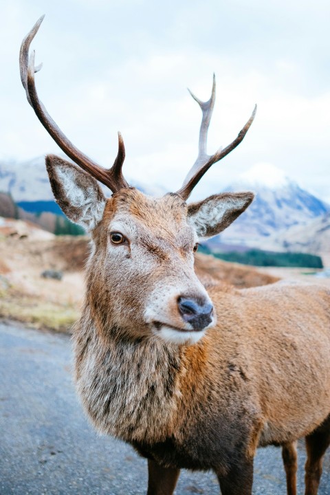 close up photography of deer