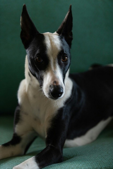 black and white short coated dog