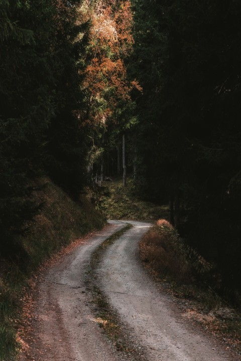 gray road in between trees at daytime d9