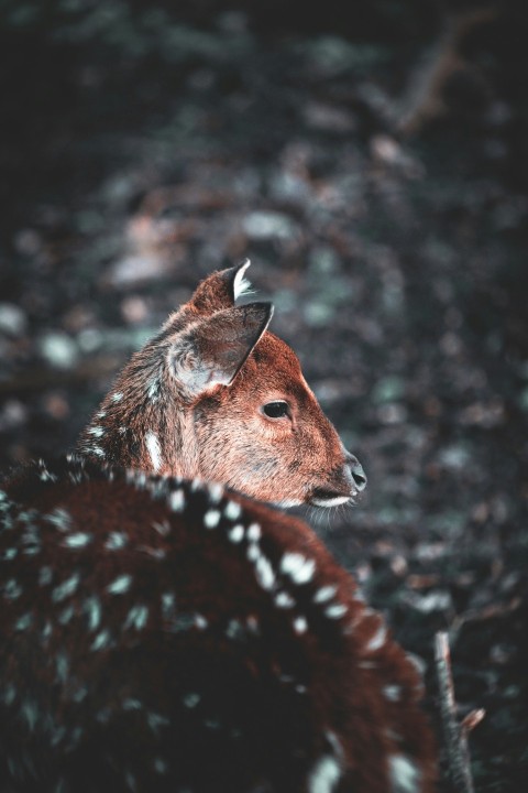 brown deer