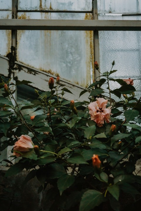 pink hibiscus flower