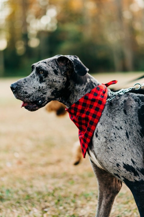 a dog wearing a red bandana