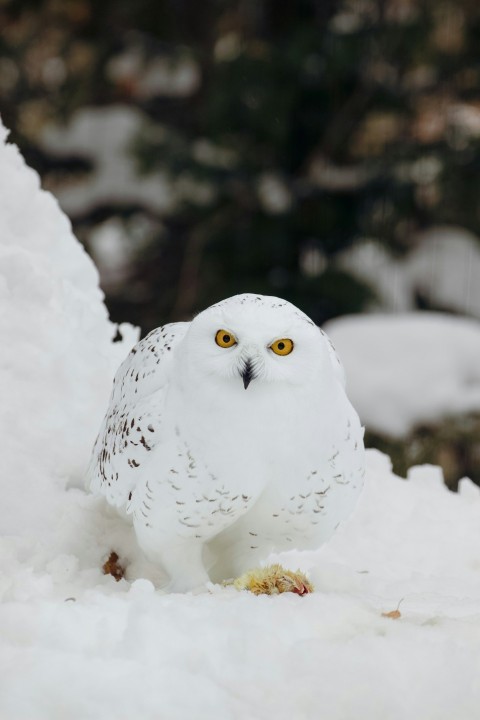 a white owl sitting on top of snow covered ground