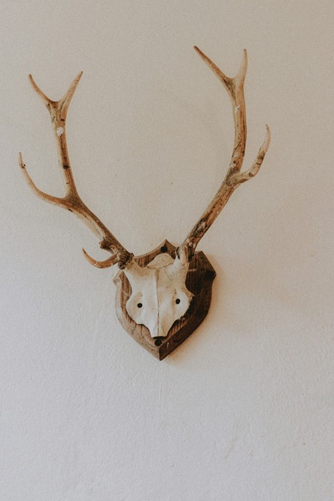 brown and white animal skull wall decor