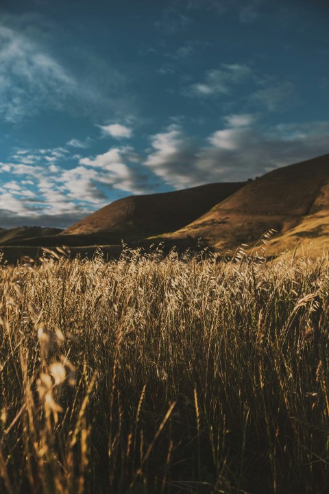 wheat field near hills during cloudy day