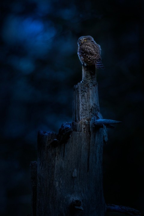 a bird sitting on top of a wooden post