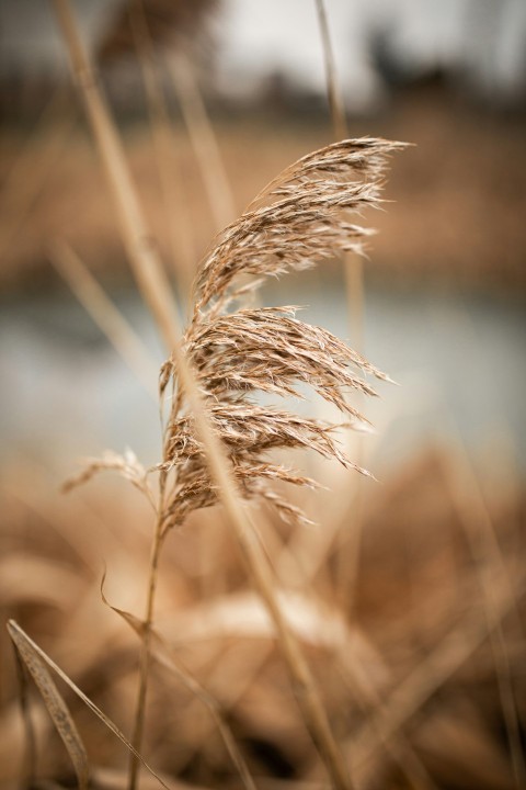 brown wheat in close up photography