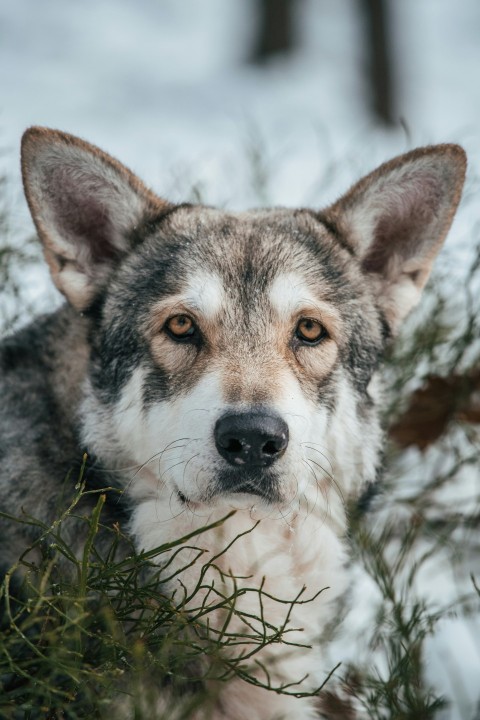 a dog in the grass