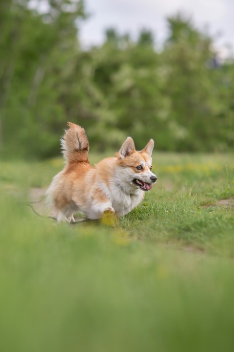 a brown and white dog running across a lush green field