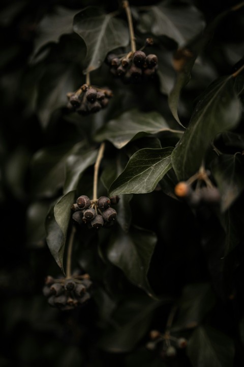 red and black round fruits in tilt shift lens