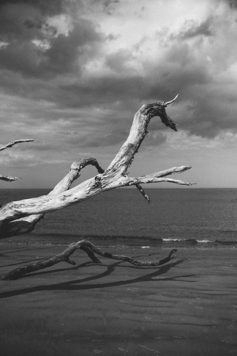 grayscale photo of tree near water r8 rx