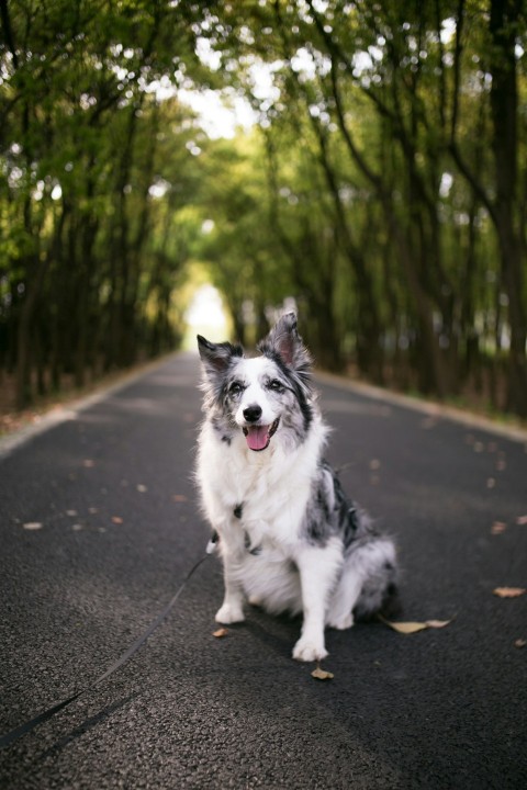 adult white and black australian shepherd in road during daytime