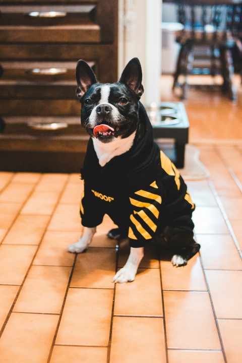 dog sitting on floor