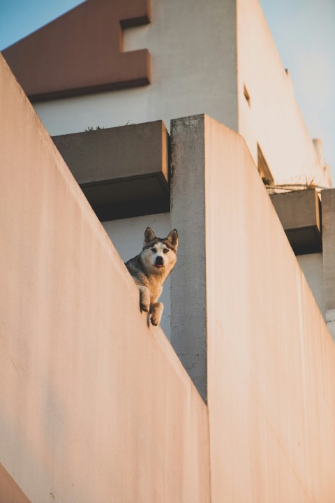 siberian husky at building