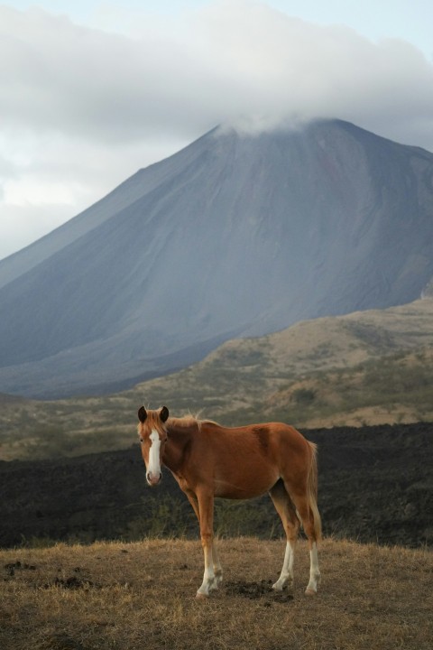 a brown horse standing on top of a dry grass field