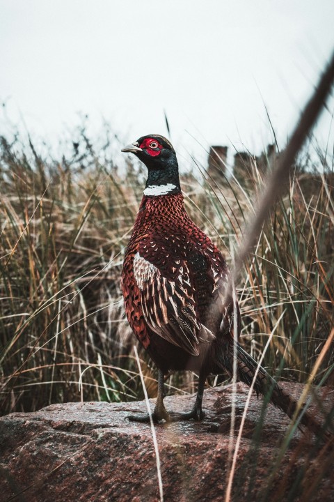 red and black bird on brown grass during daytime