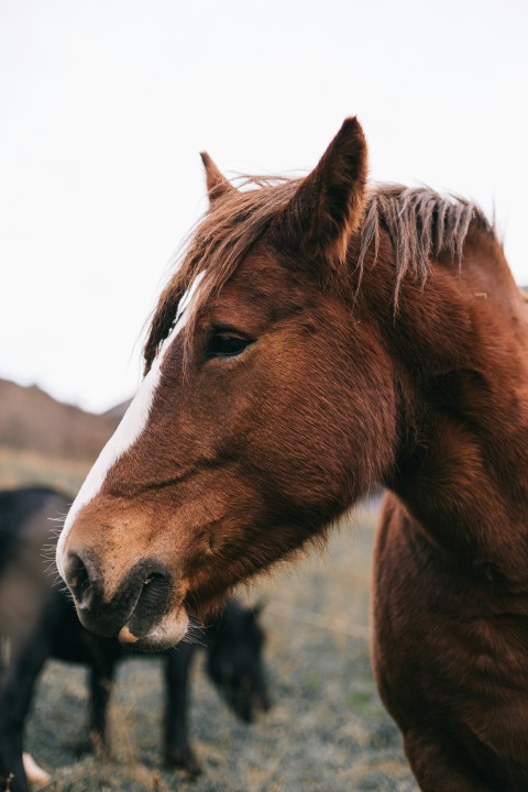 a brown horse standing next to a black horse