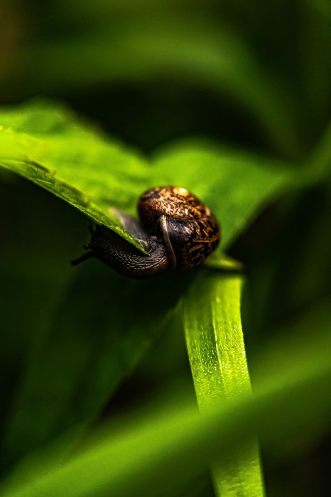 brown snail on green leaf