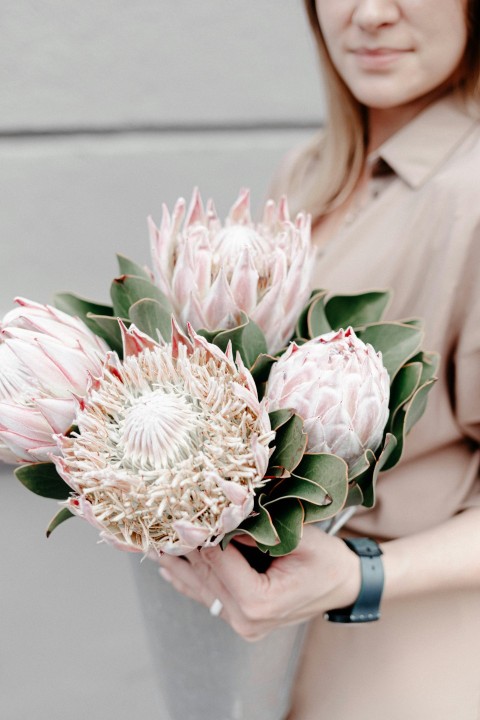 person holding white and pink flower Pxq