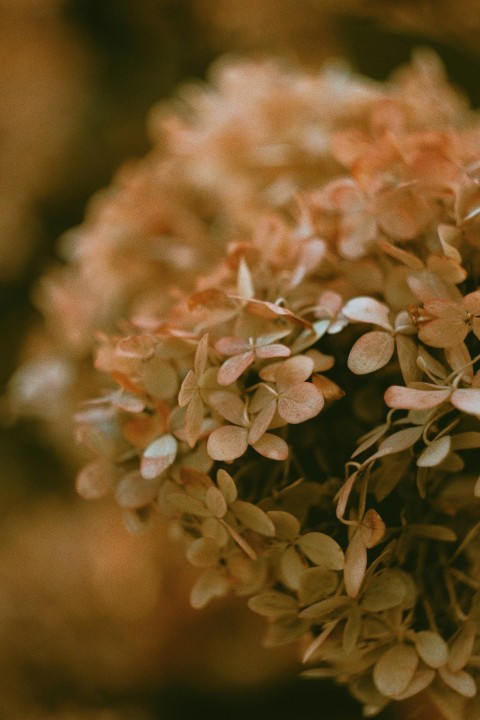 close up of a plant