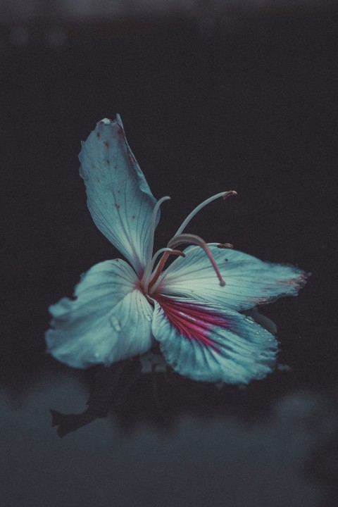 blue and red hibiscus in bloom SuII