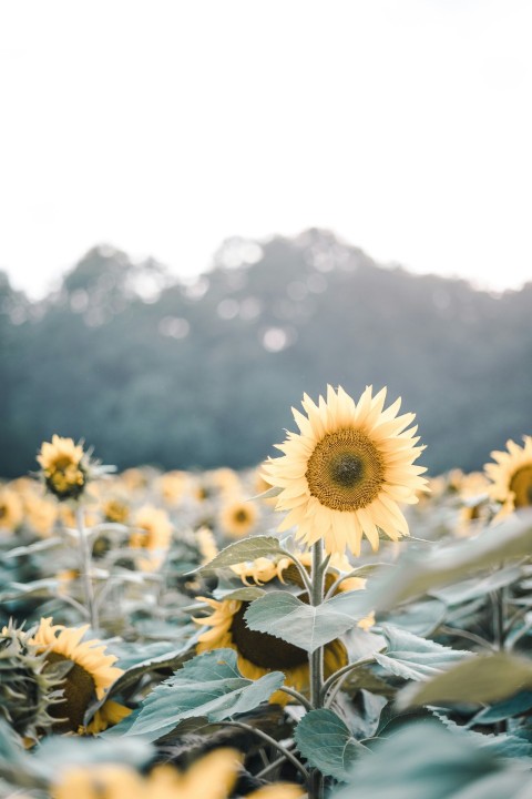 yellow sunflowers in bloom