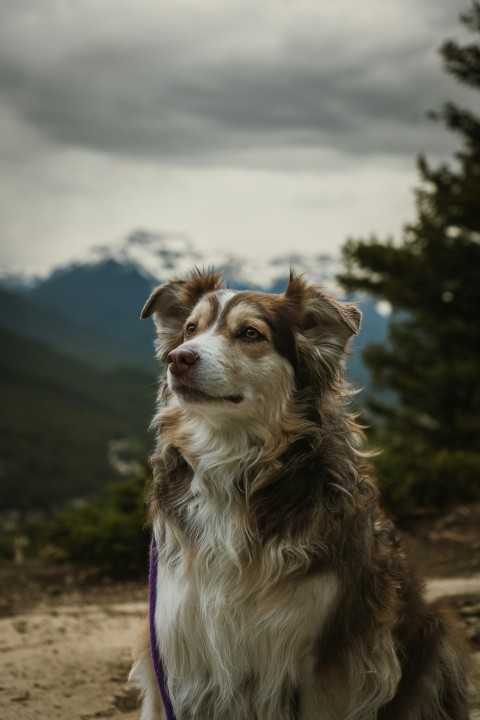 a dog sitting on a rock