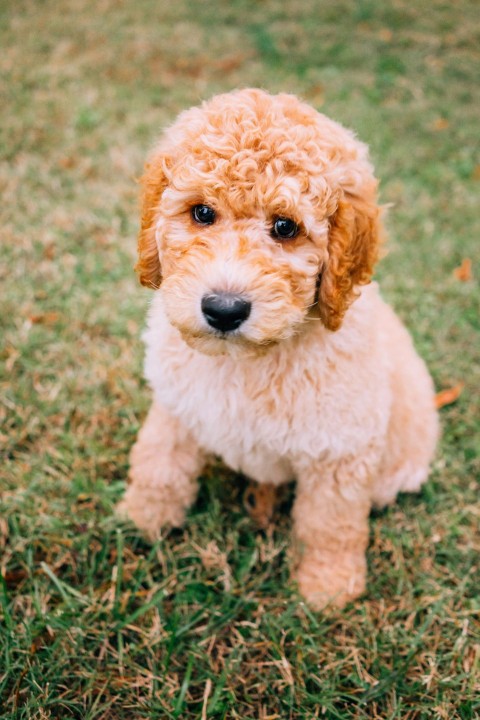 short coated brown puppy sitting on green lawn