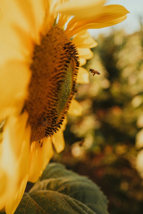 yellow sunflower in tilt shift lens