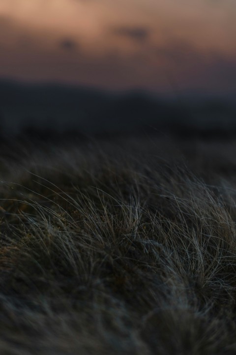 brown grass in close up photography