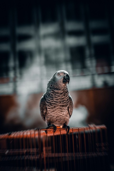 gray and black bird on brown wooden table