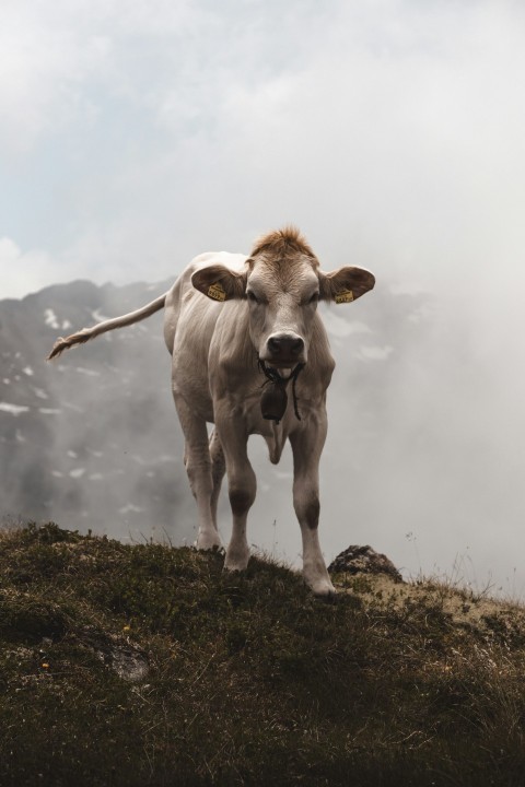 white cow on green grass field under white sky during daytime