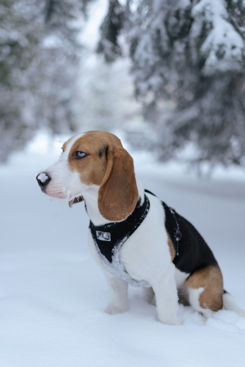 a dog that is sitting in the snow