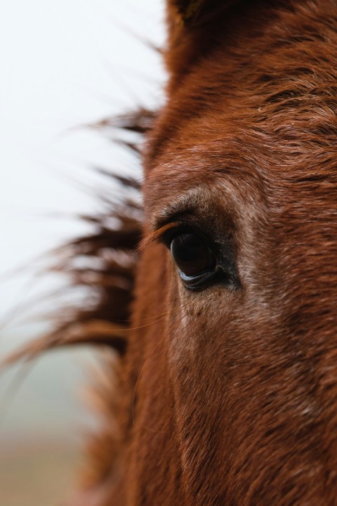 selective focus photography of brown horse xq2t