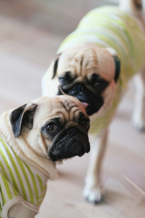 fawn pug on yellow and white striped textile