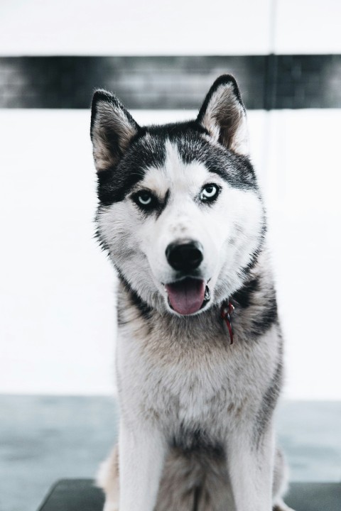 white and black siberian husky