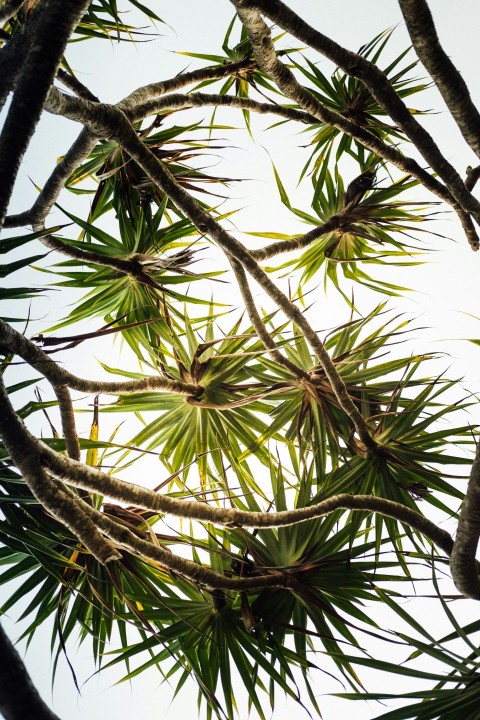 green coconut tree during daytime pAhRSaUlM