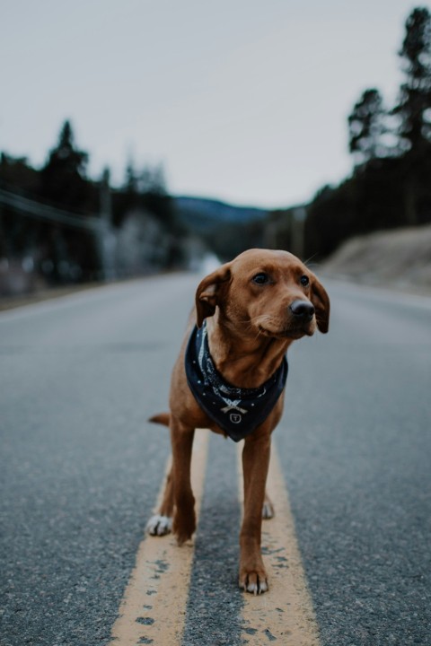 short coated brown dog Uq